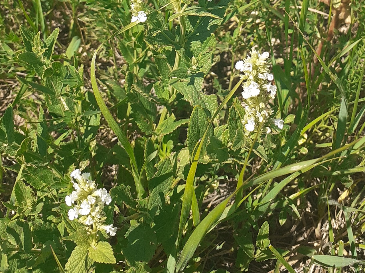 Nepeta italica