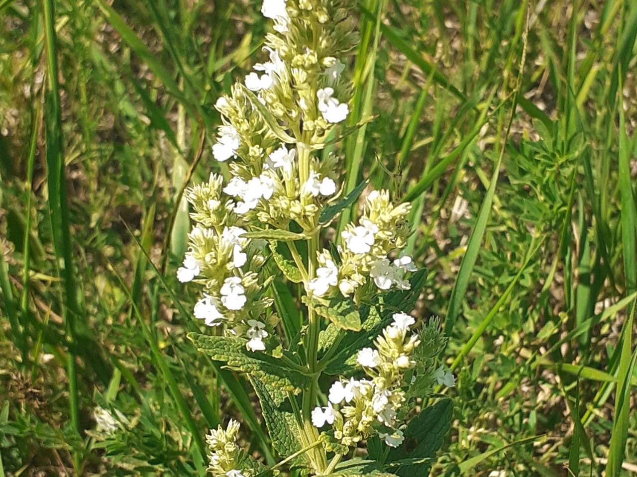 Nepeta italica