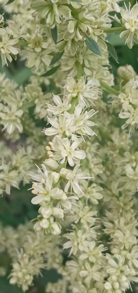 Beta trigyna