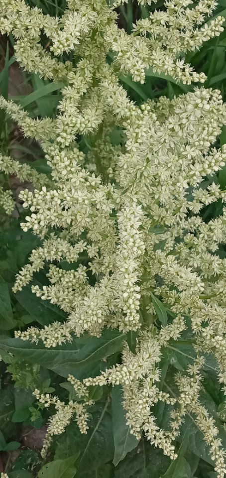 Beta trigyna