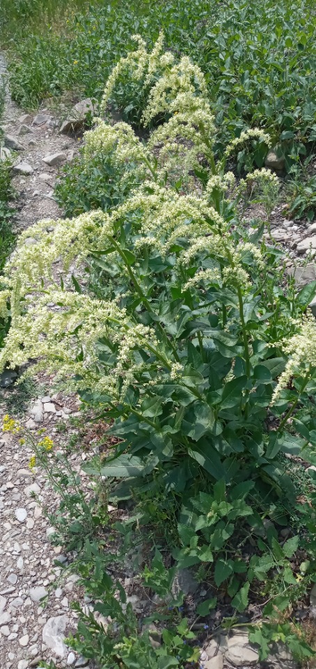 Beta trigyna