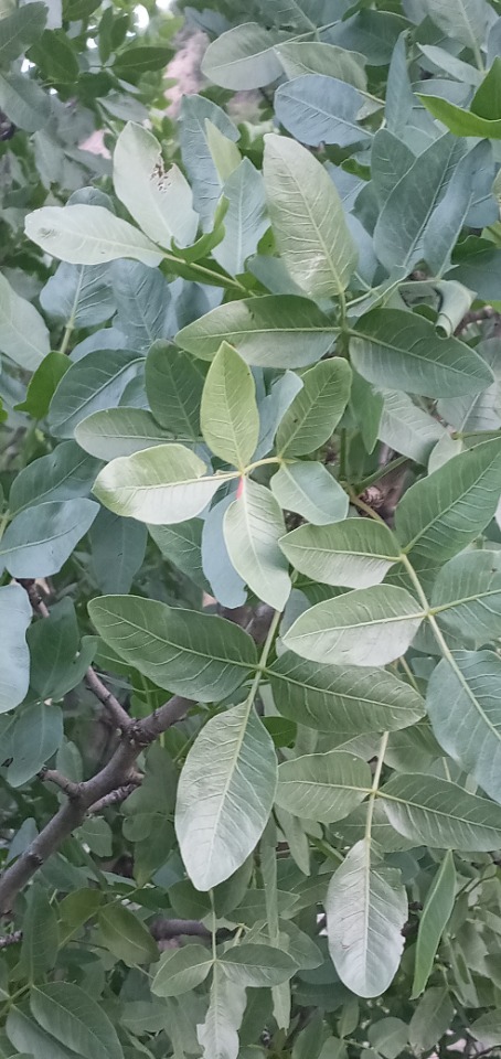 Pistacia eurycarpa