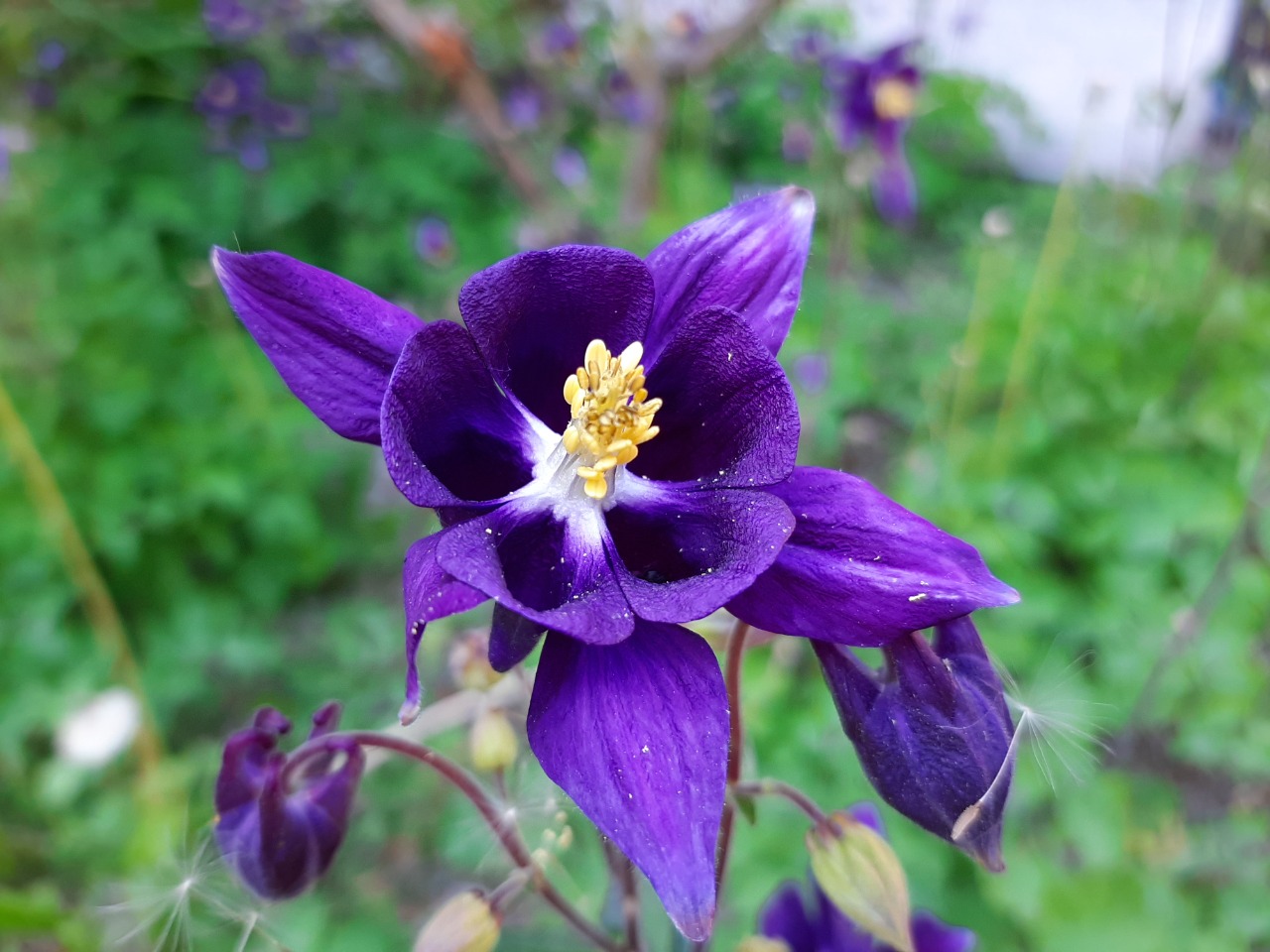 Aquilegia alpina