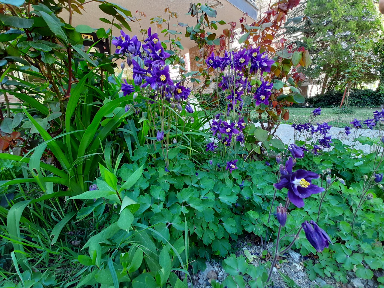 Aquilegia alpina