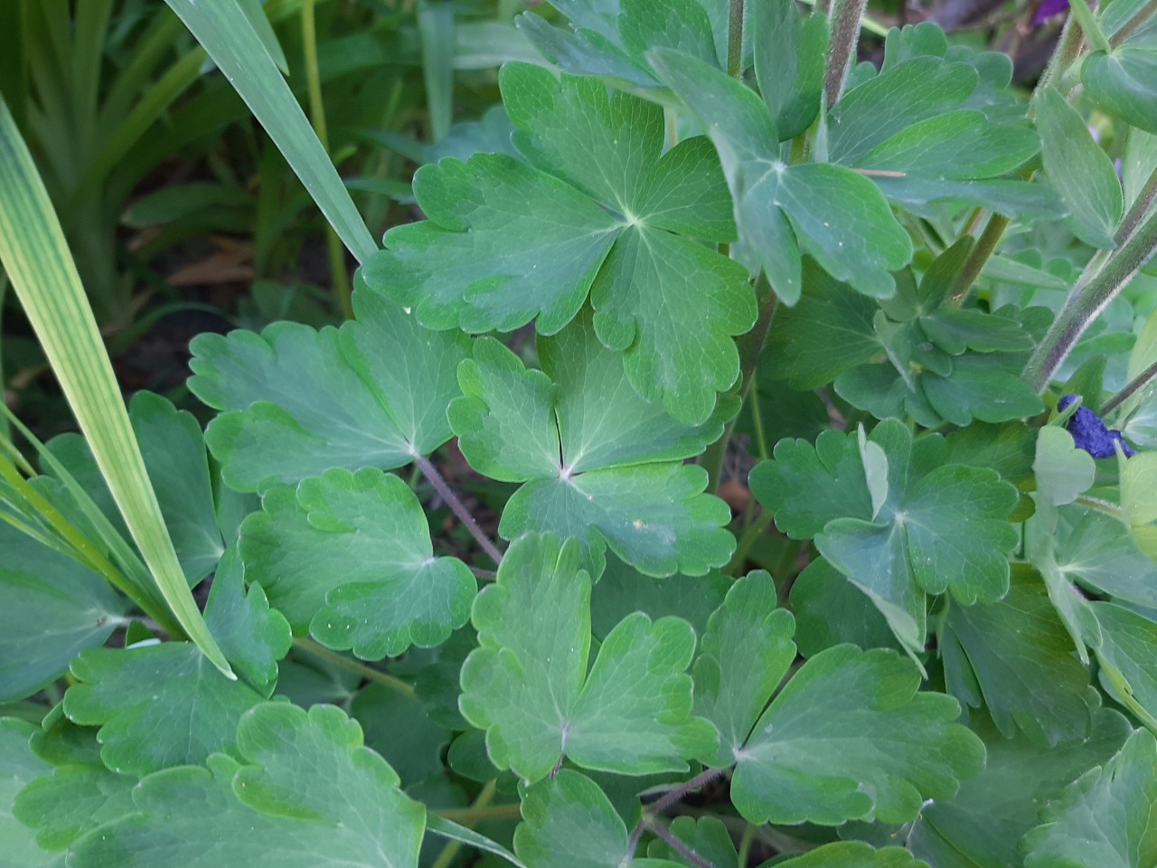 Aquilegia alpina