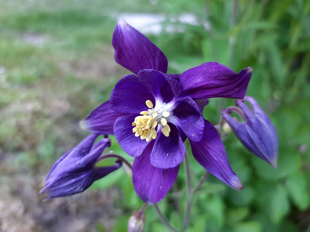 Aquilegia alpina