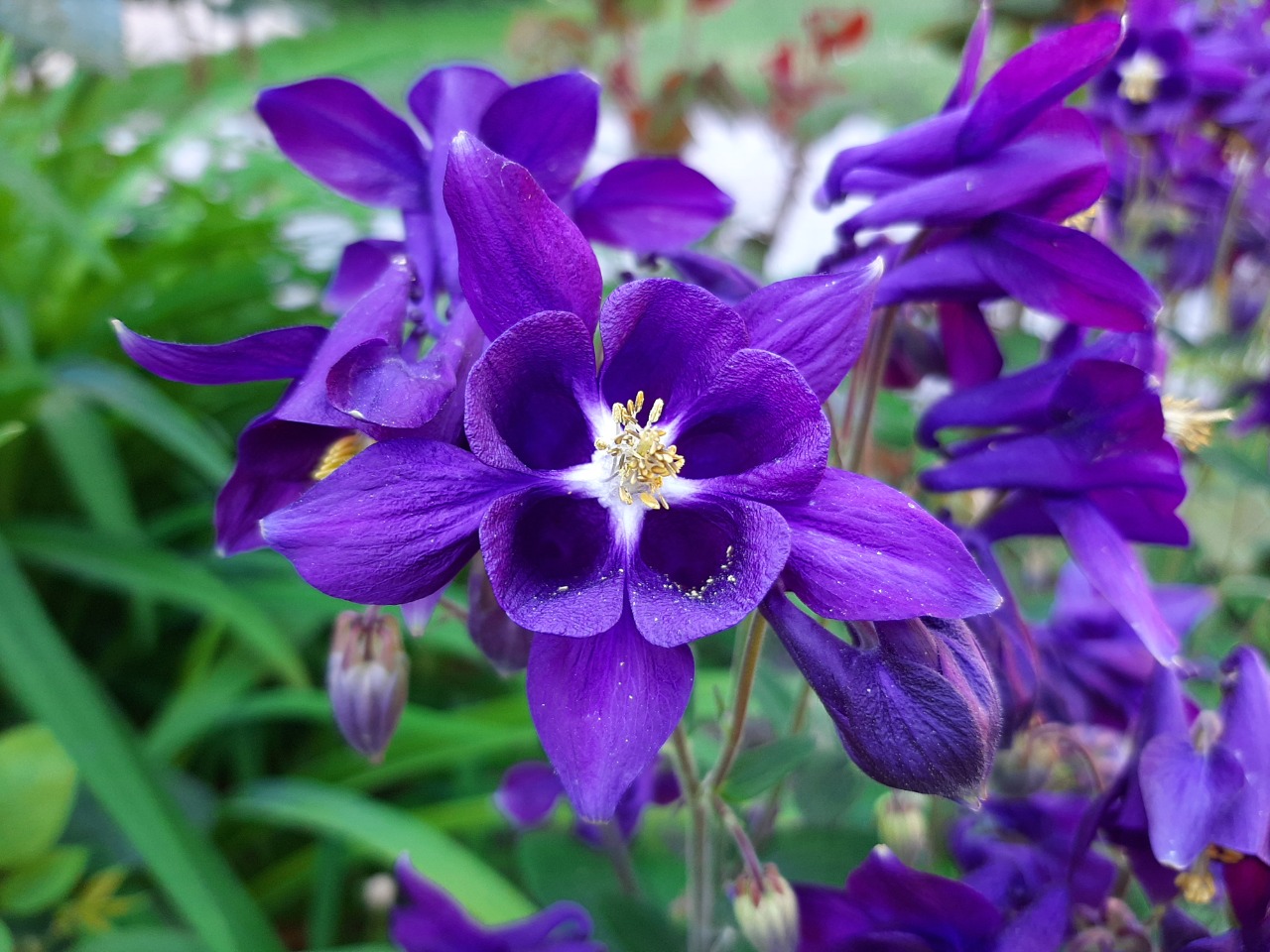 Aquilegia alpina