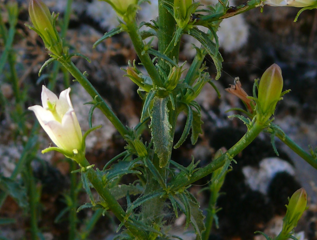 Campanula dersimensis