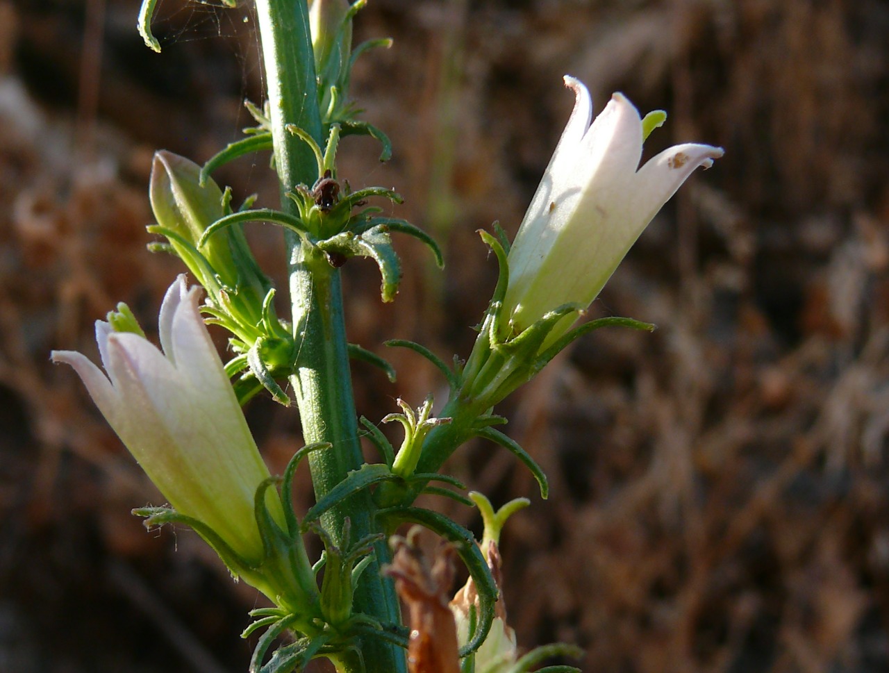 Campanula dersimensis