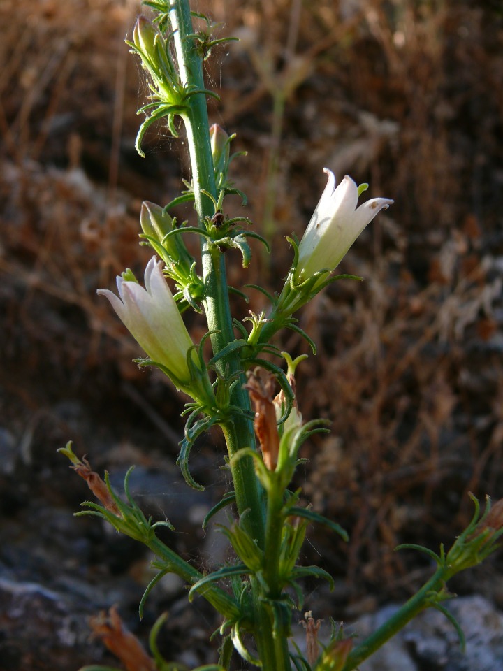 Campanula dersimensis