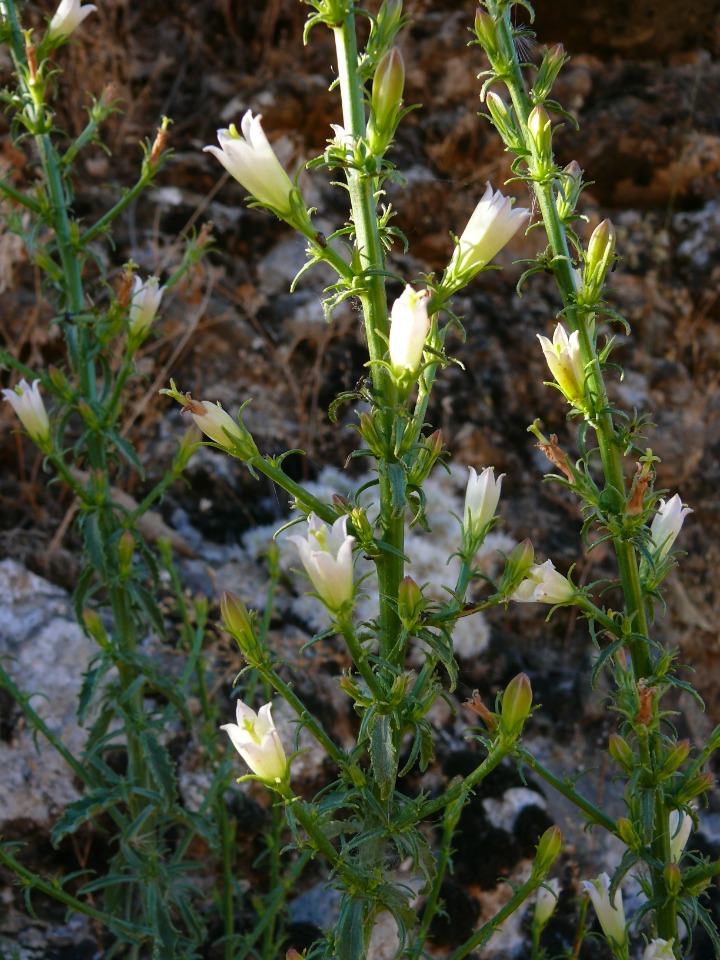 Campanula dersimensis