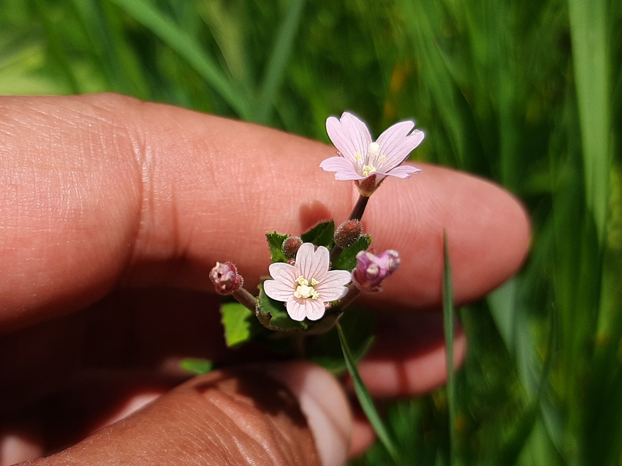 Epilobium montanum