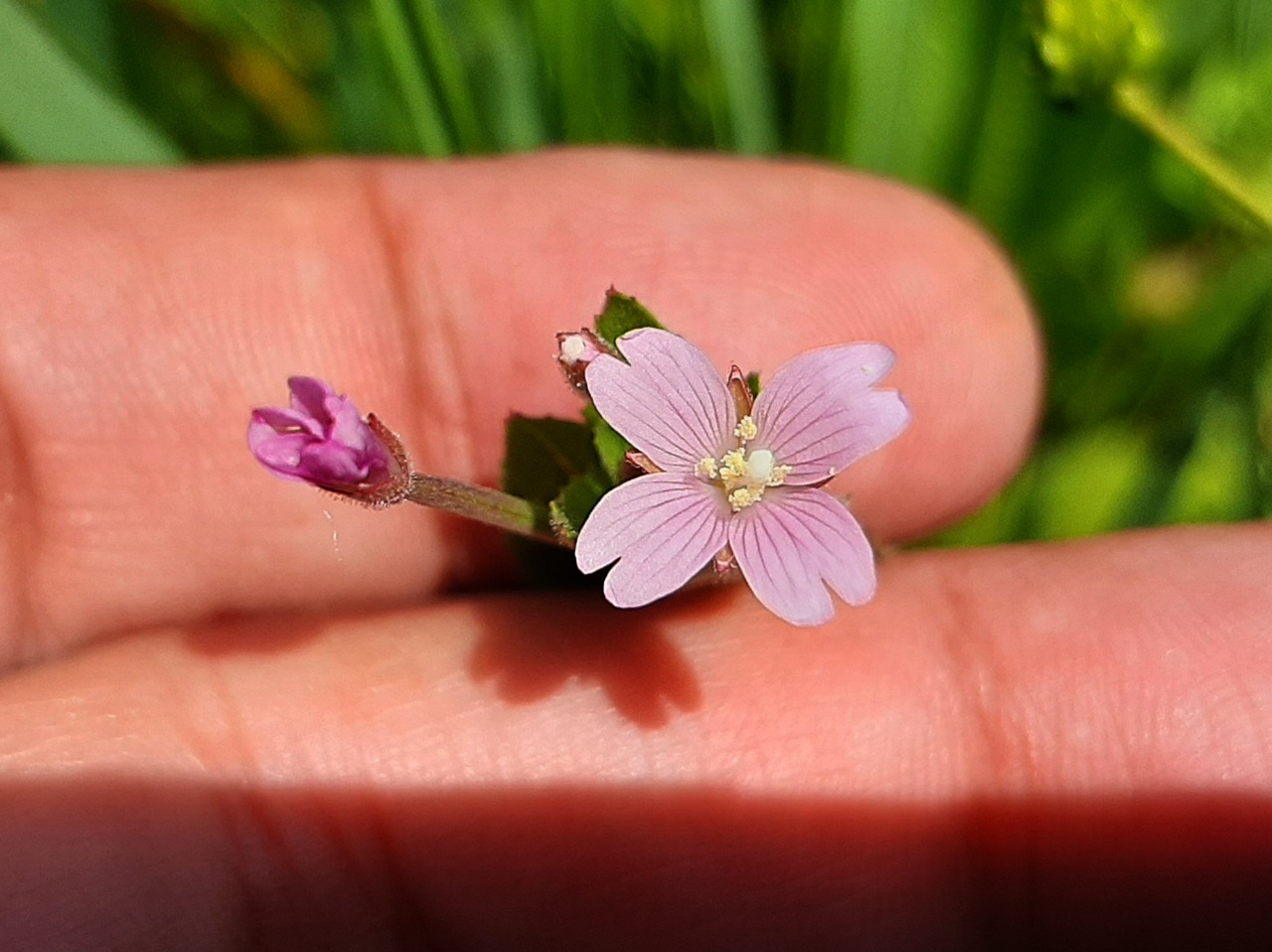 Epilobium montanum