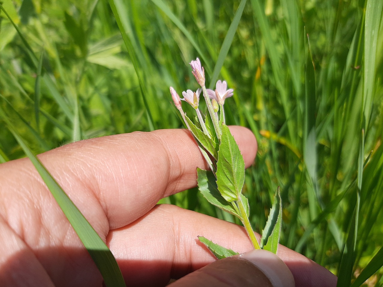 Epilobium montanum