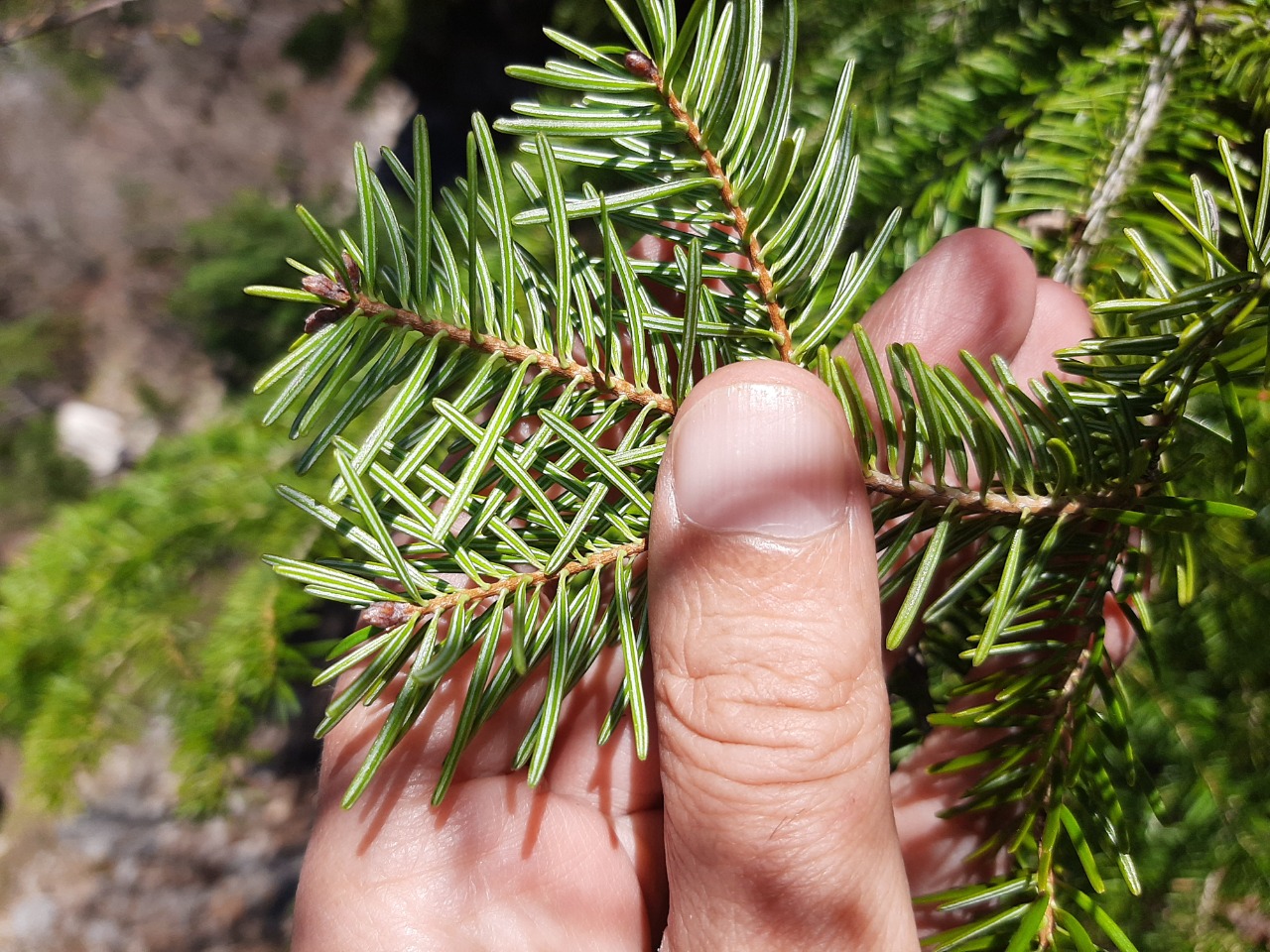 Abies cilicica