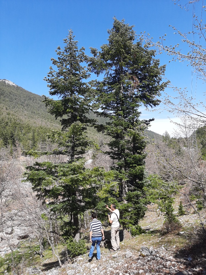 Abies cilicica