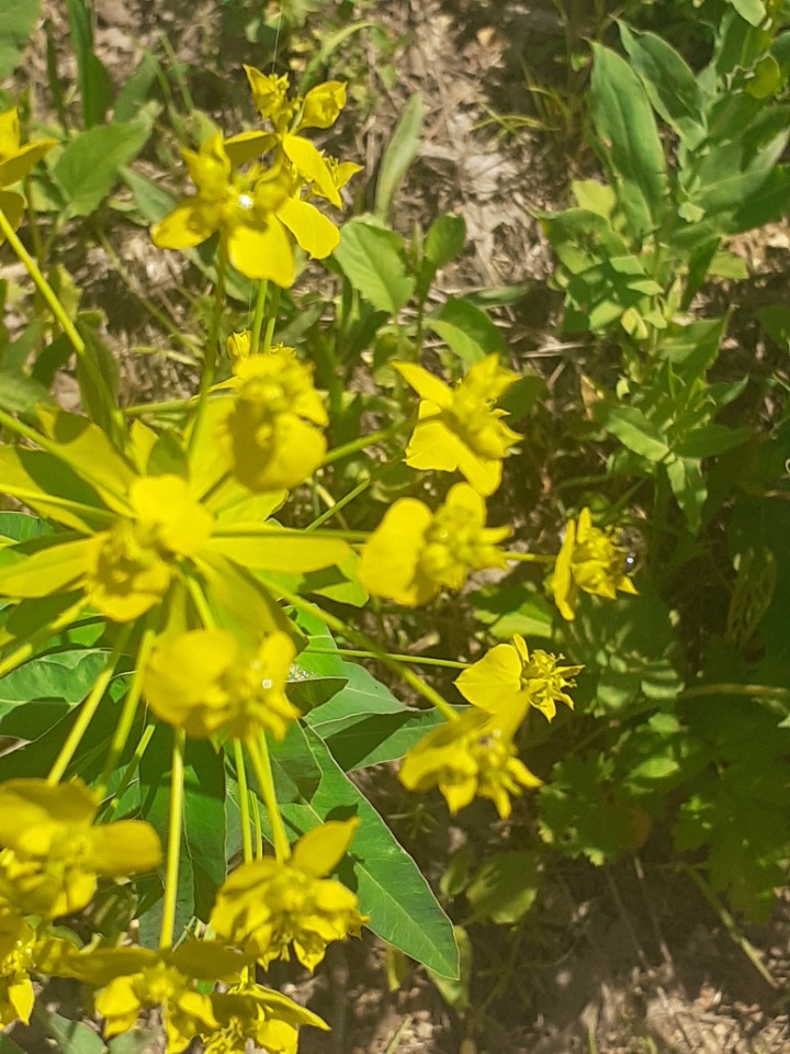 Euphorbia grisophylla