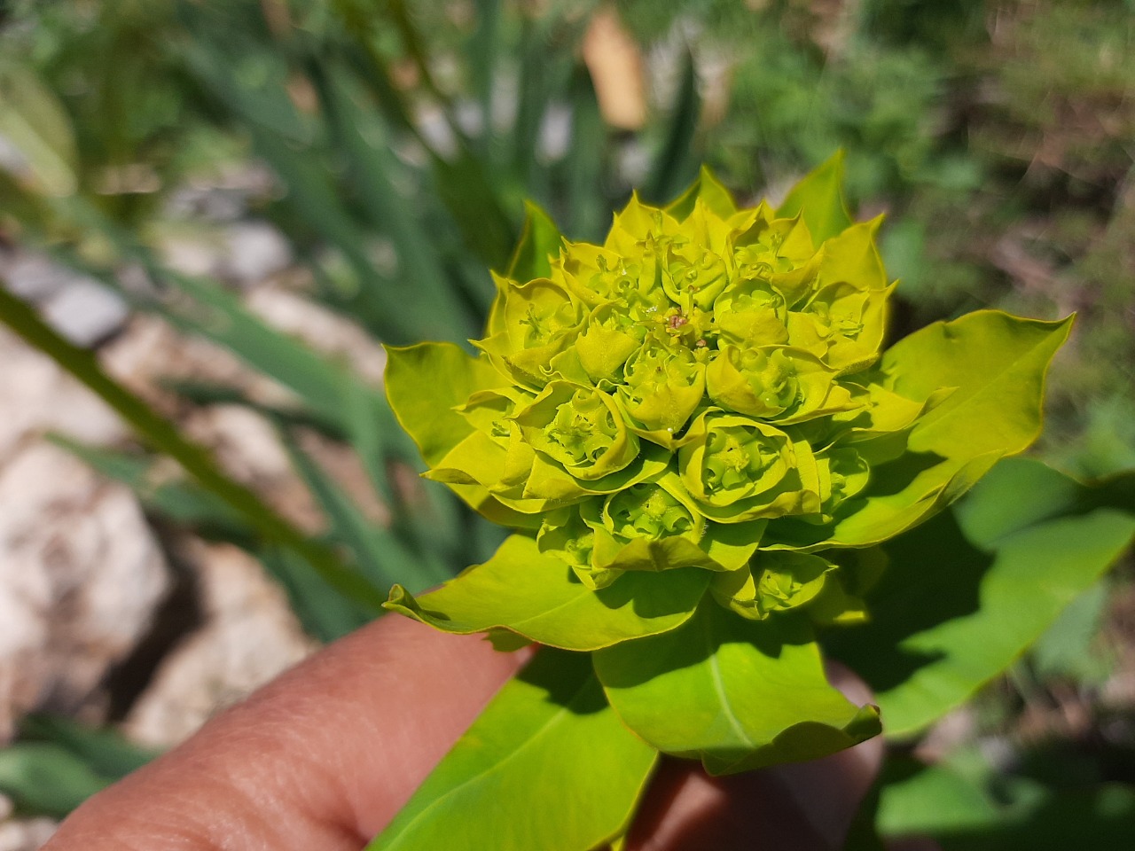 Euphorbia palustris