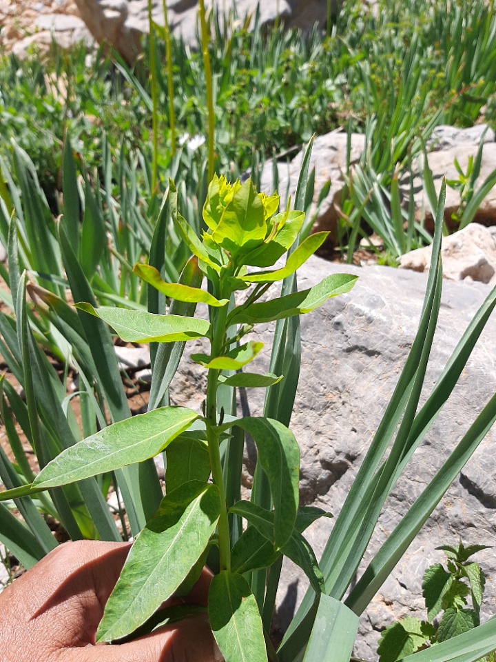 Euphorbia palustris