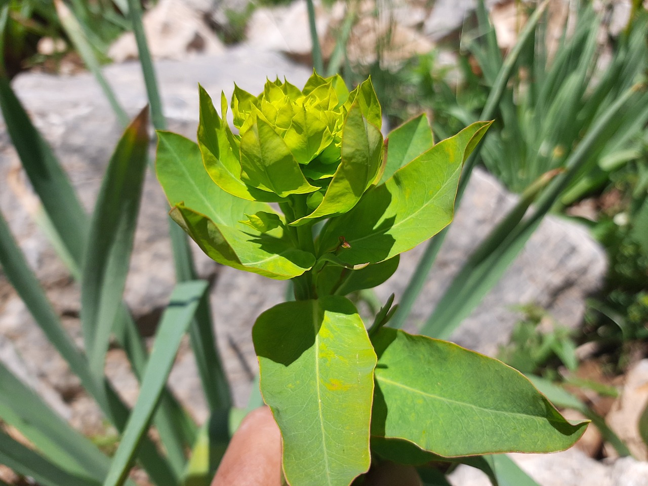 Euphorbia palustris