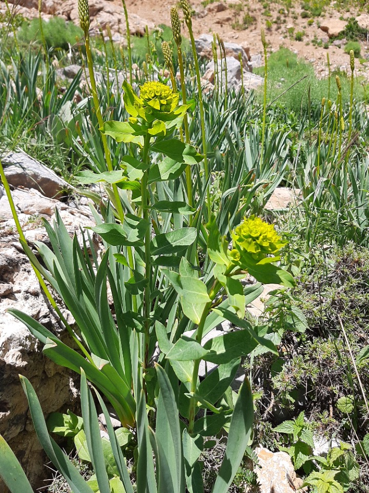 Euphorbia palustris