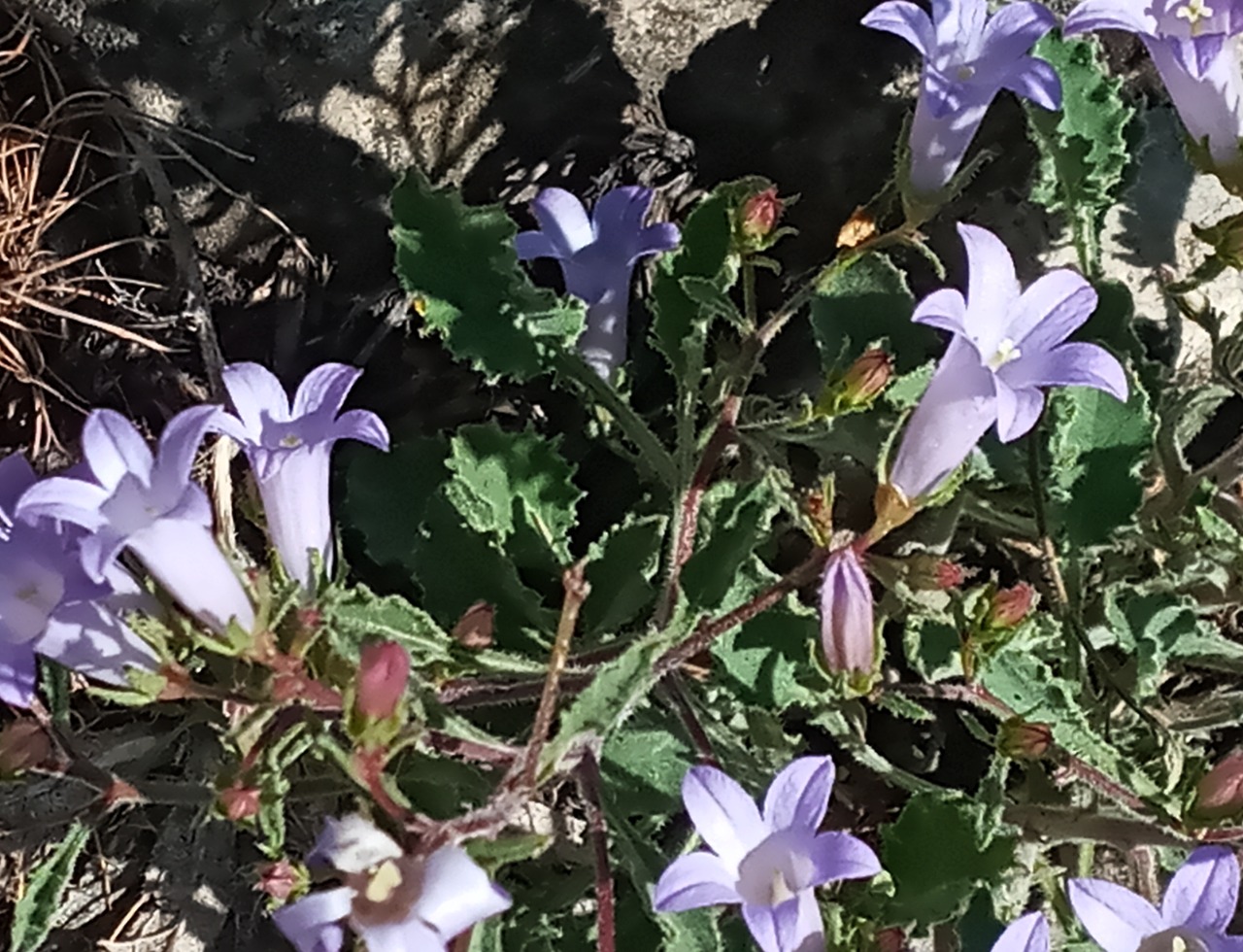 Campanula hedgei