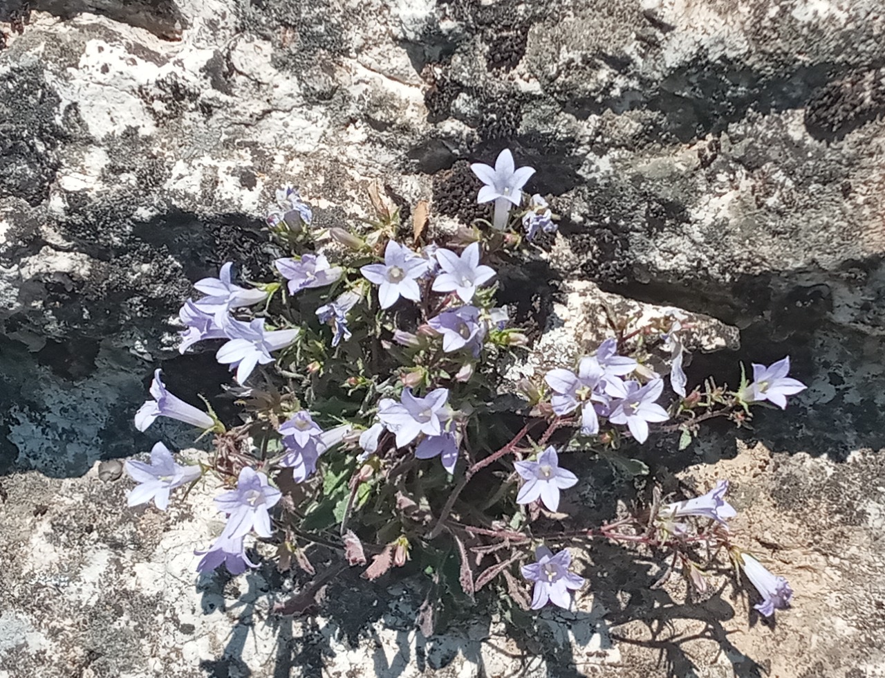 Campanula hedgei