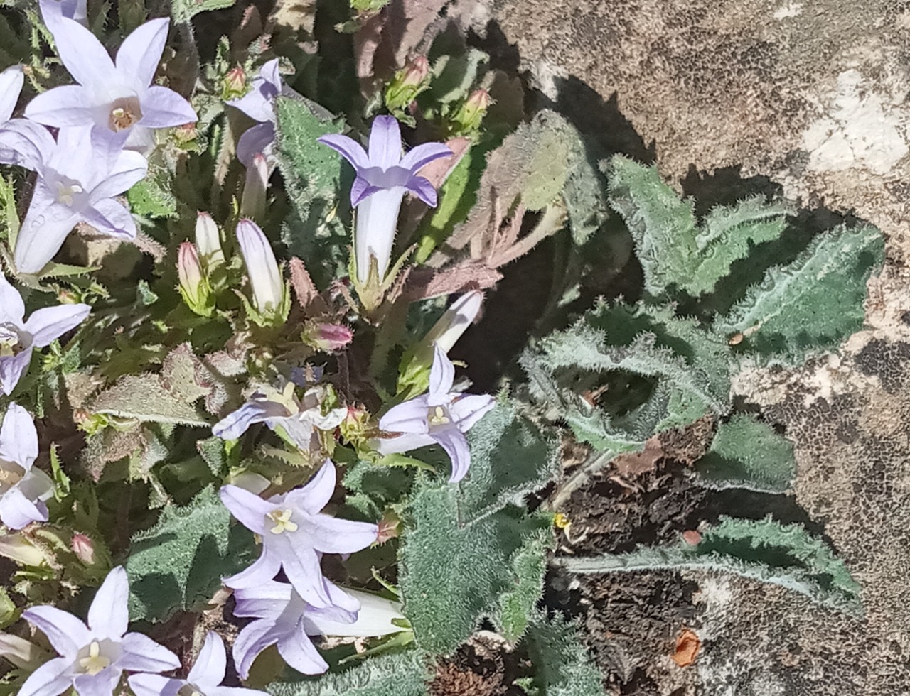 Campanula hedgei