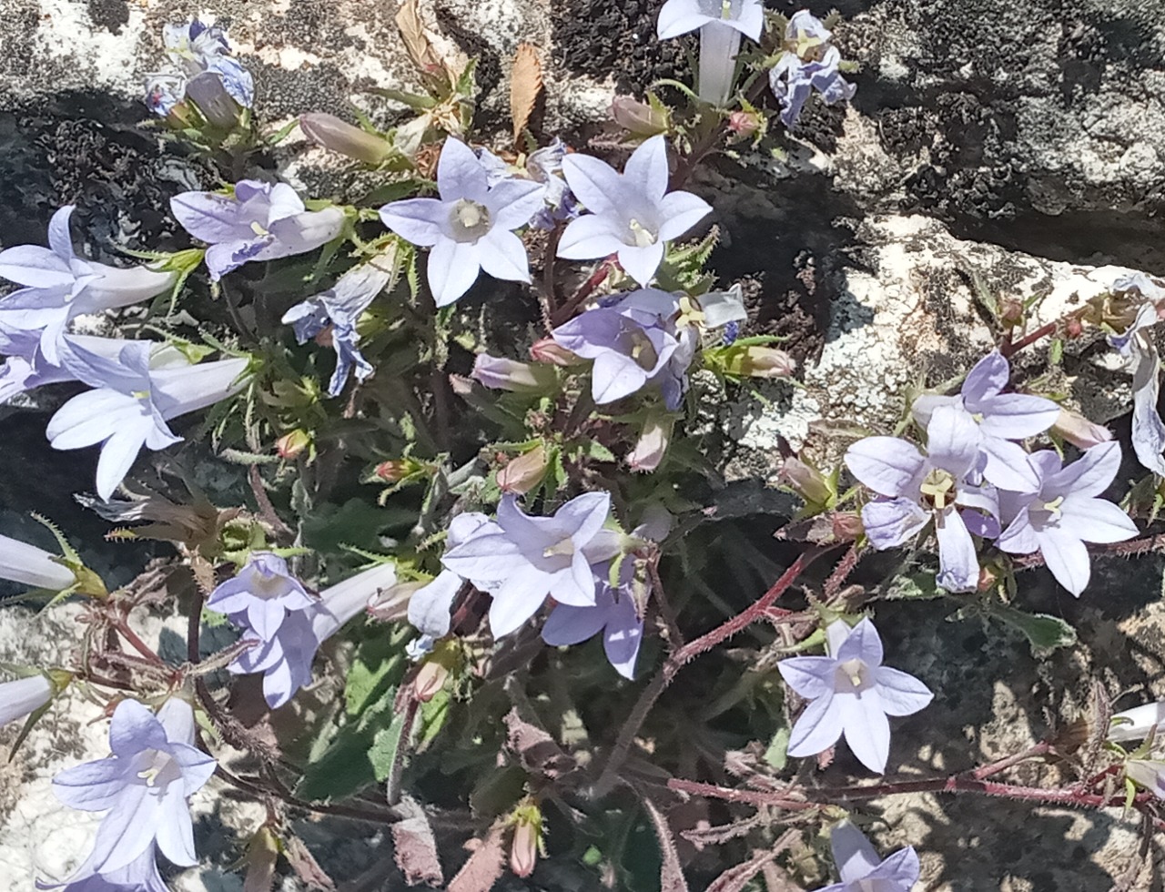 Campanula hedgei