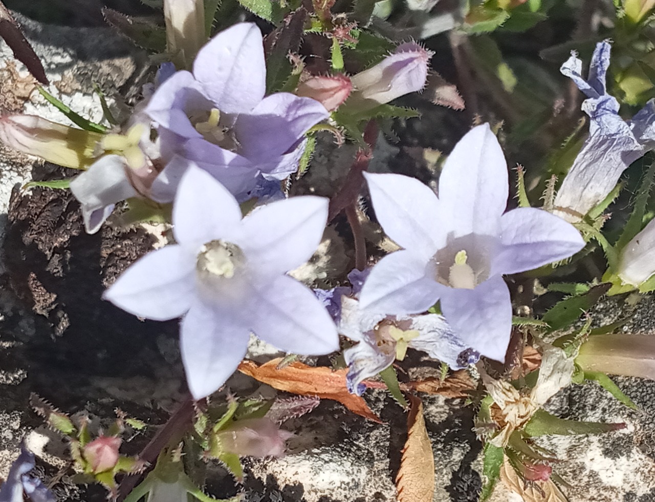 Campanula hedgei