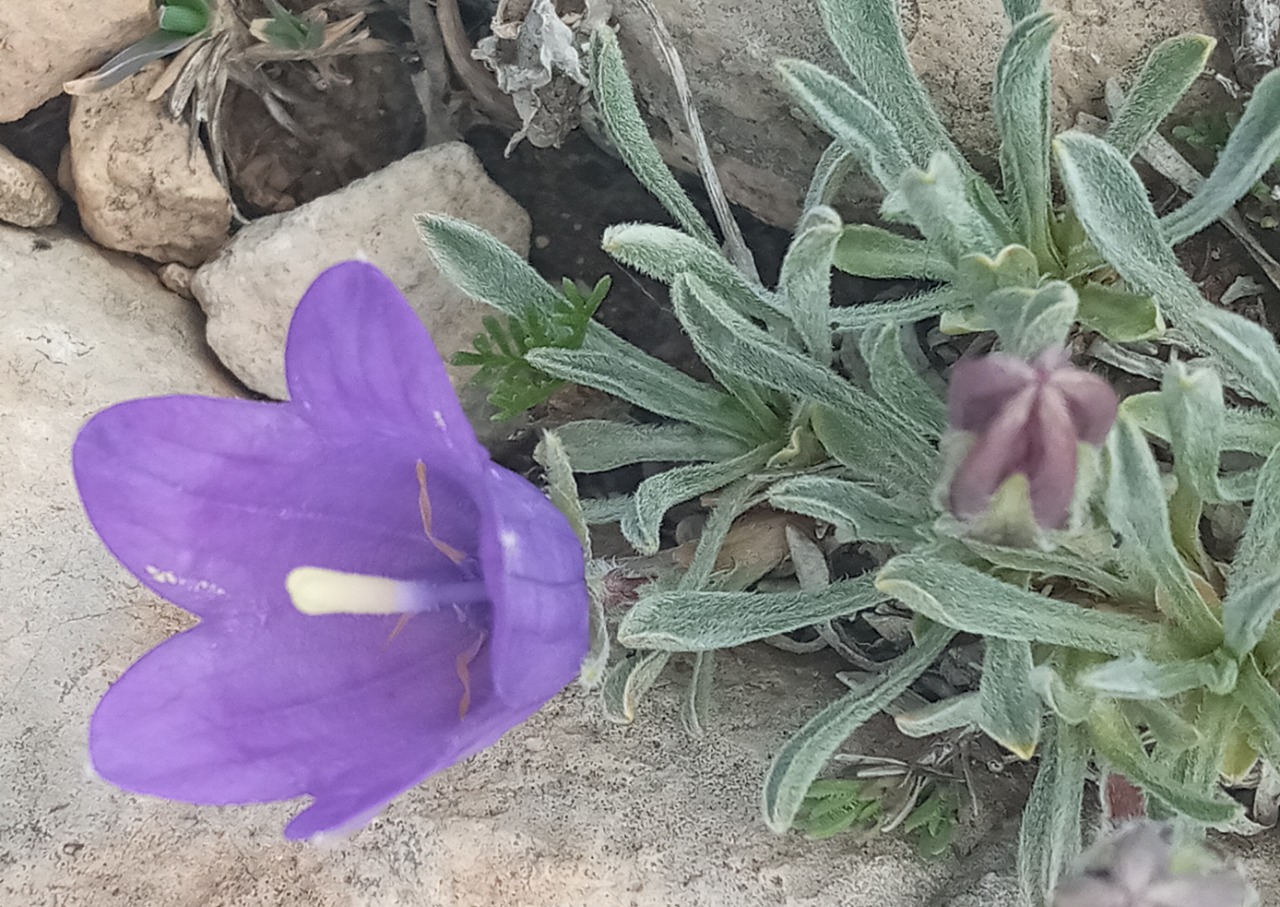 Campanula tridentata