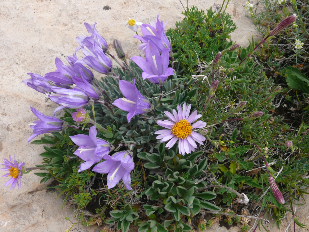 Campanula tridentata