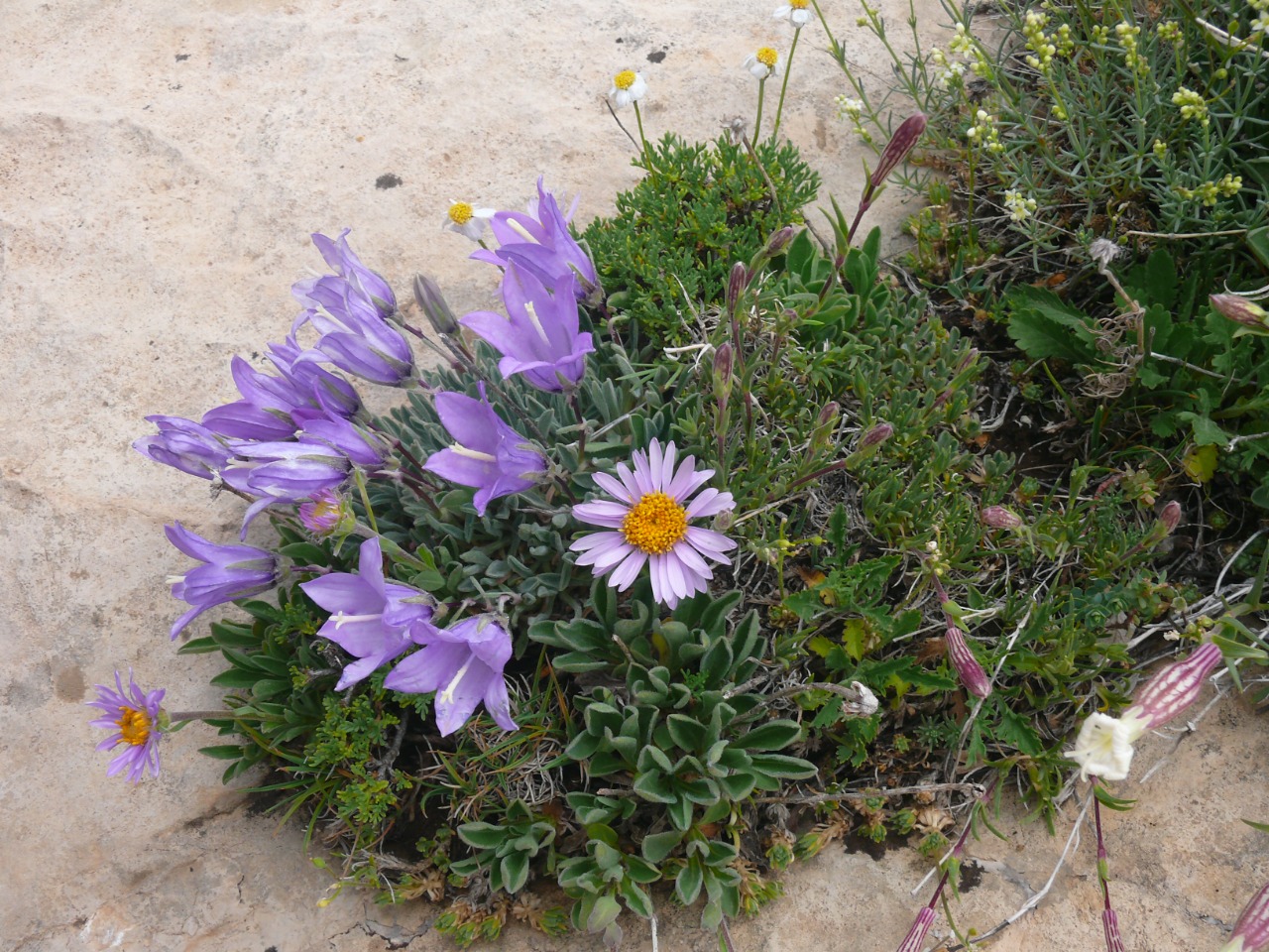 Campanula tridentata