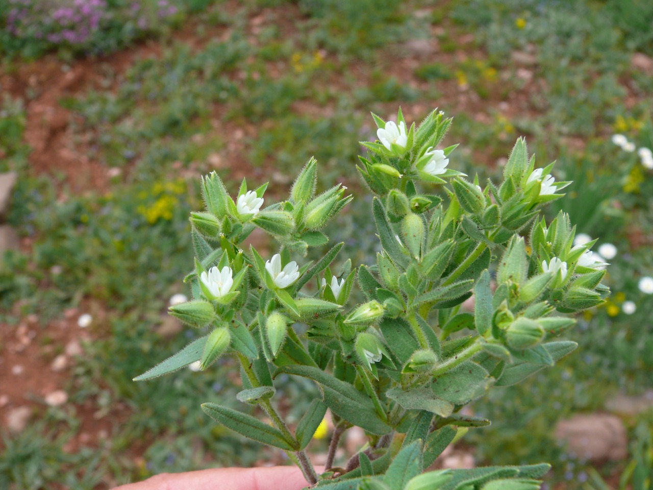 Cerastium dichotomum