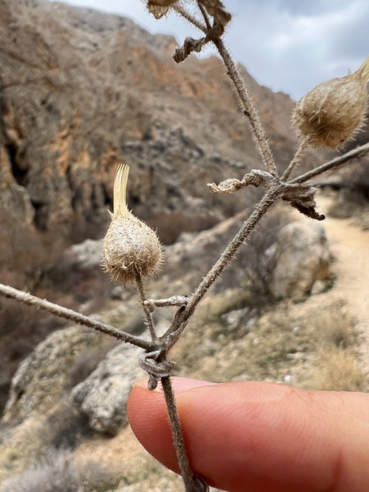 Cerastium dichotomum