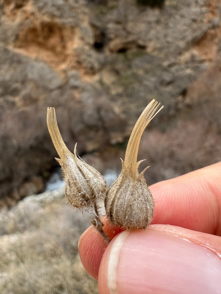 Cerastium dichotomum