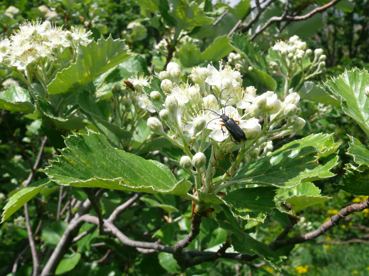 Sorbus kusnetzovii