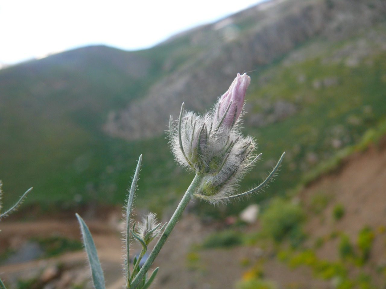 Convolvulus calvertii