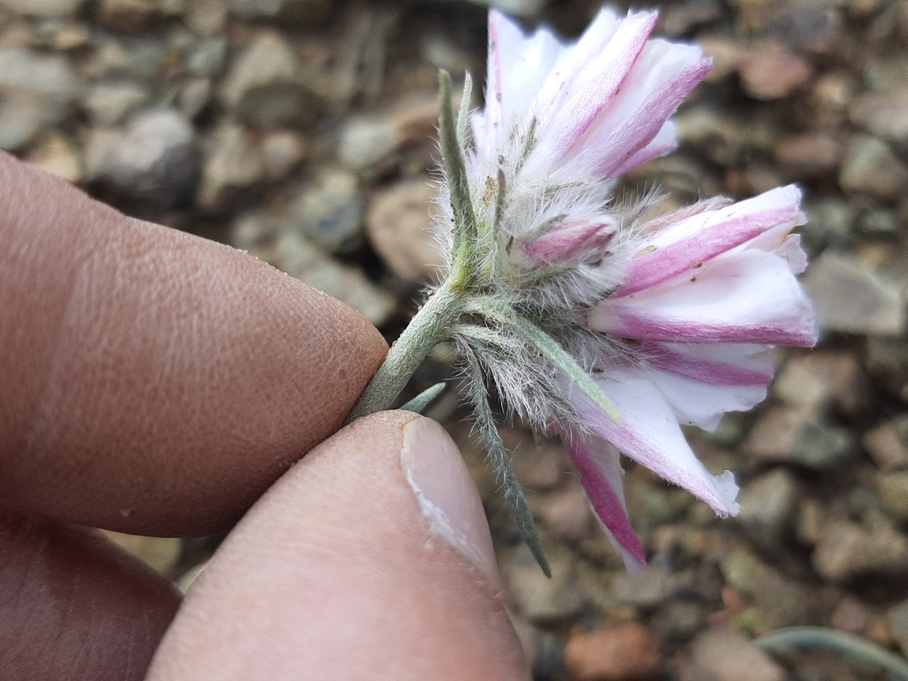 Convolvulus calvertii