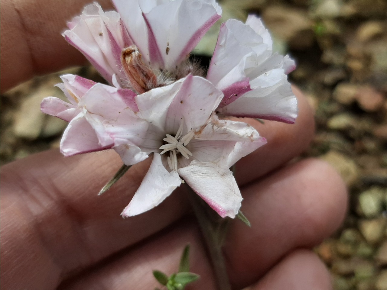 Convolvulus calvertii