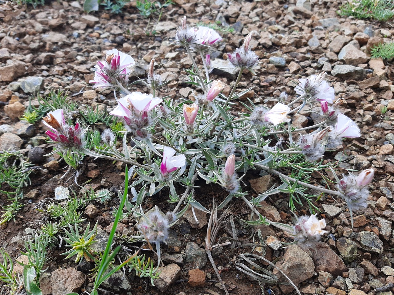 Convolvulus calvertii