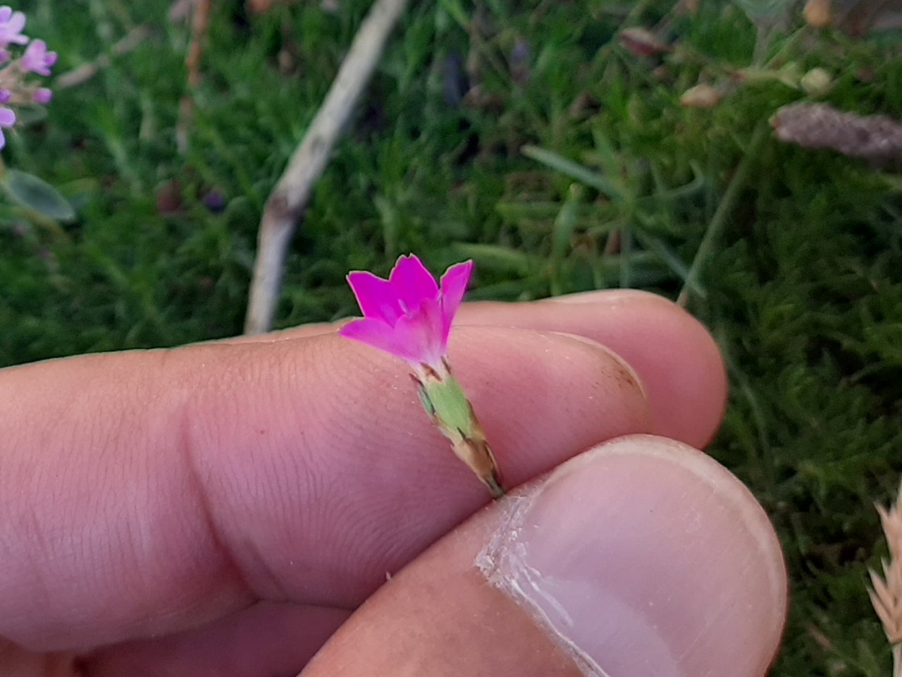 Dianthus ancyrensis