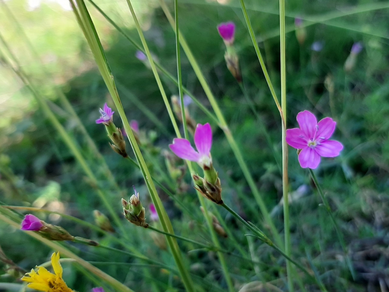 Dianthus ancyrensis