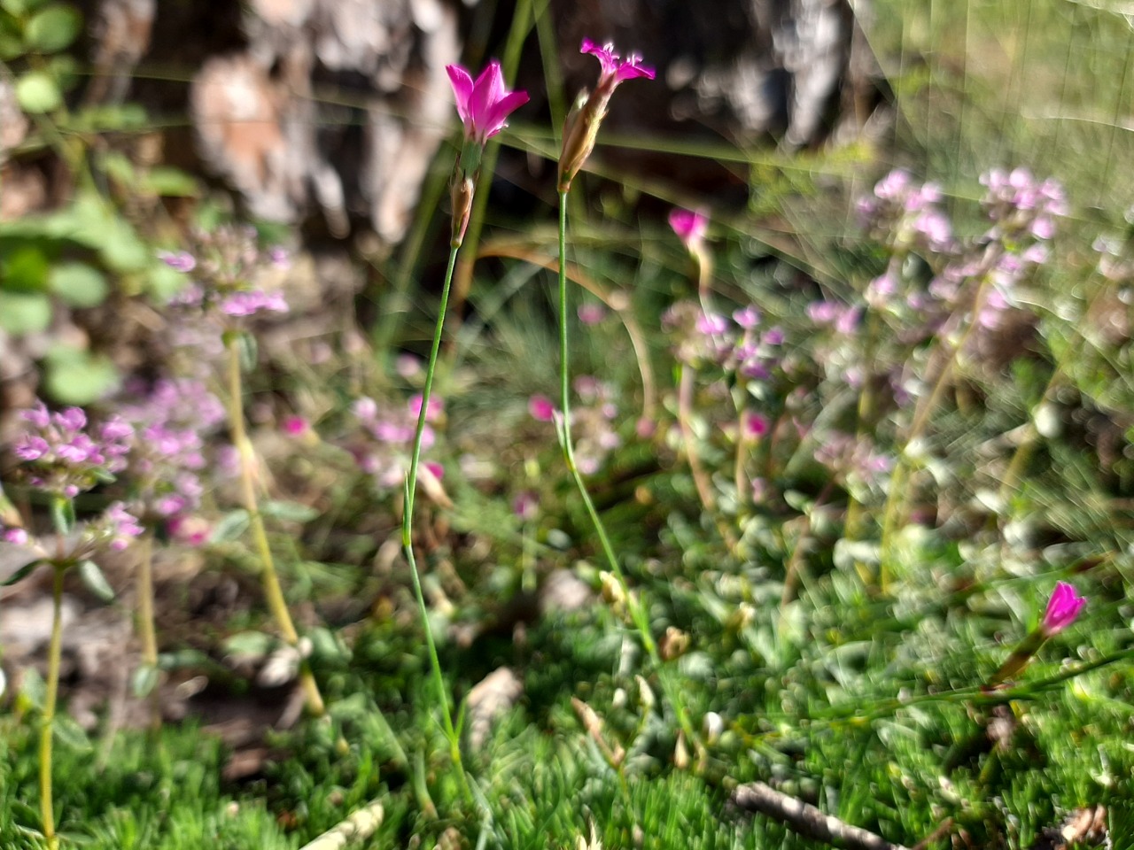 Dianthus ancyrensis