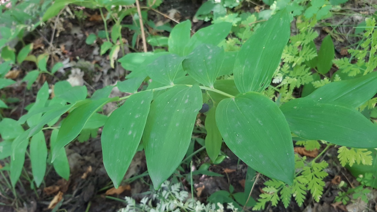 Polygonatum orientale