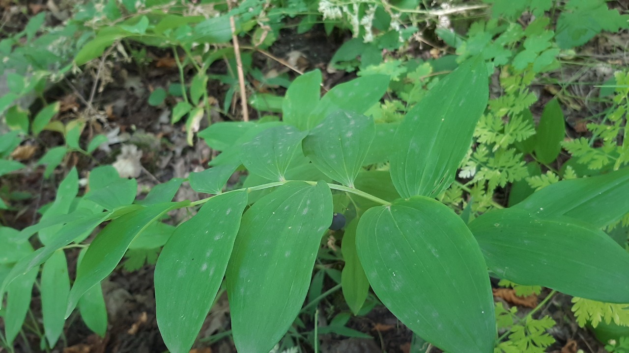 Polygonatum orientale