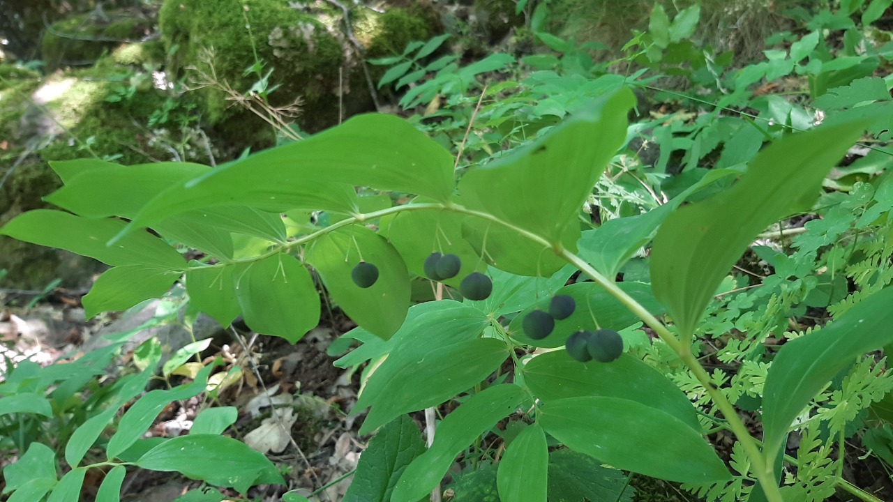 Polygonatum orientale