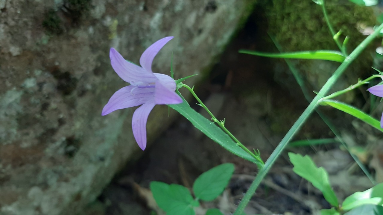 Campanula rapunculus