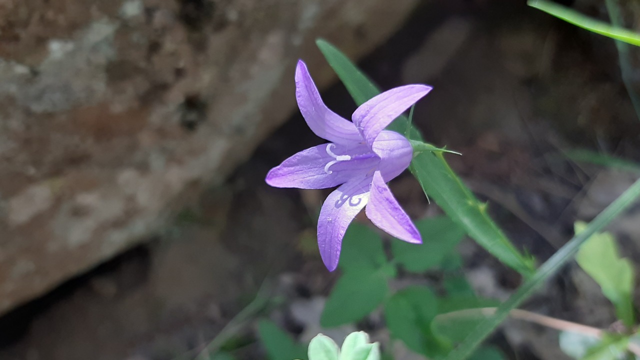 Campanula rapunculus