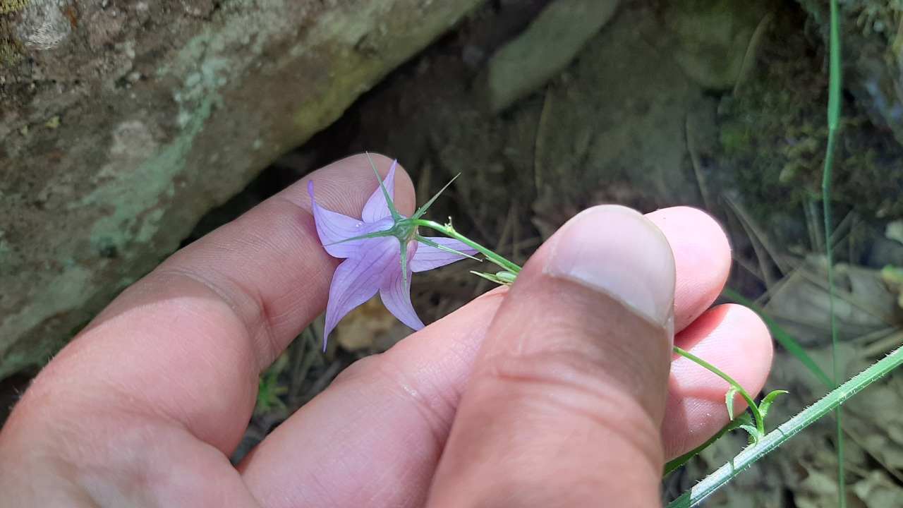 Campanula rapunculus